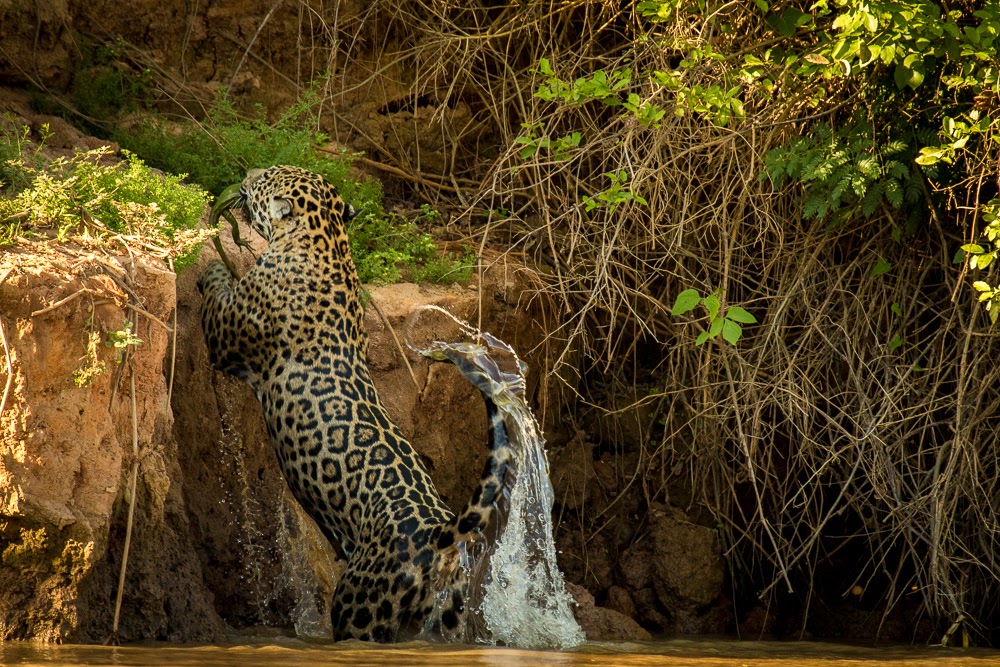 jaguars, pantanal, tours, brazil, photography, wildlife